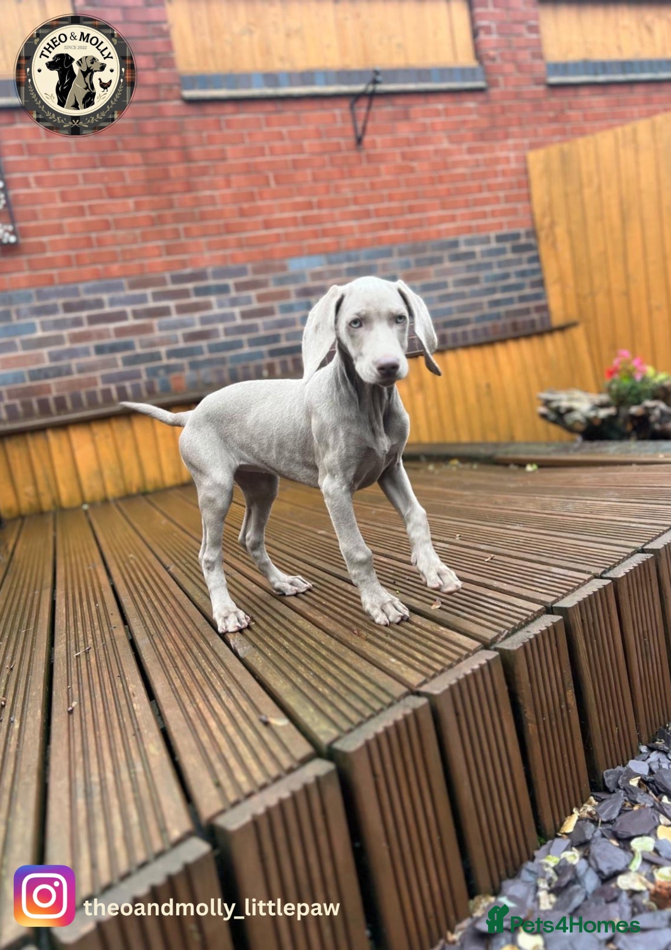 Weimaraner dogs 🐾Last KC Reg Weimaraner Girl – Ready Now 🐾 - Advert 2