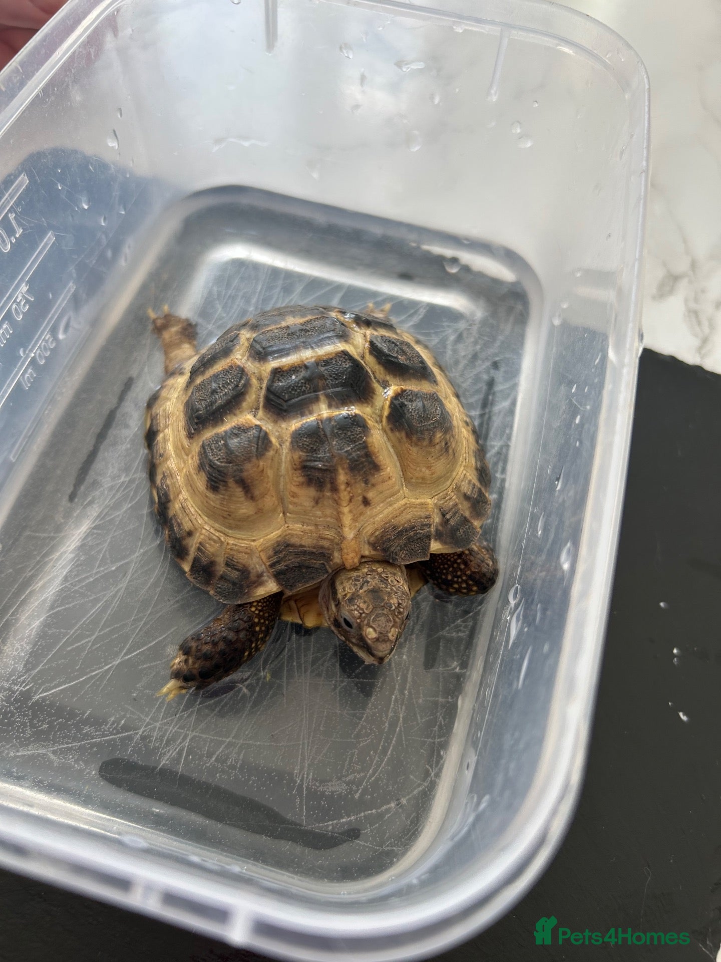 Hermann Tortoise reptiles for sale: Tortures  - Advert 1