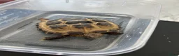 Hermann Tortoise reptiles for sale: Tortures  in Corby - Advert 1