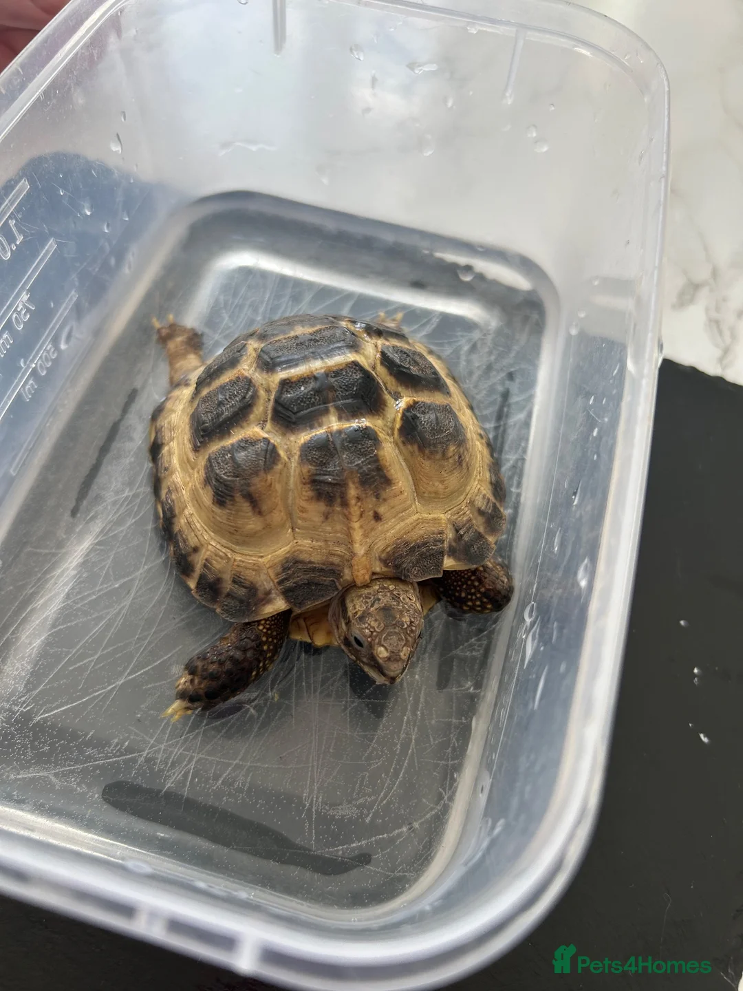 Hermann Tortoise reptiles for sale: Tortures  in Corby - Advert 1