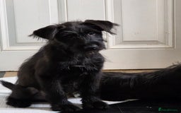 Mixed Breed dogs for sale: Male cockapoo X puppy - Image 4