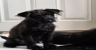 Mixed Breed dogs - Advert 7