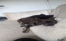 French Bulldog dogs for sale: Male grey french bulldog  - Image 5