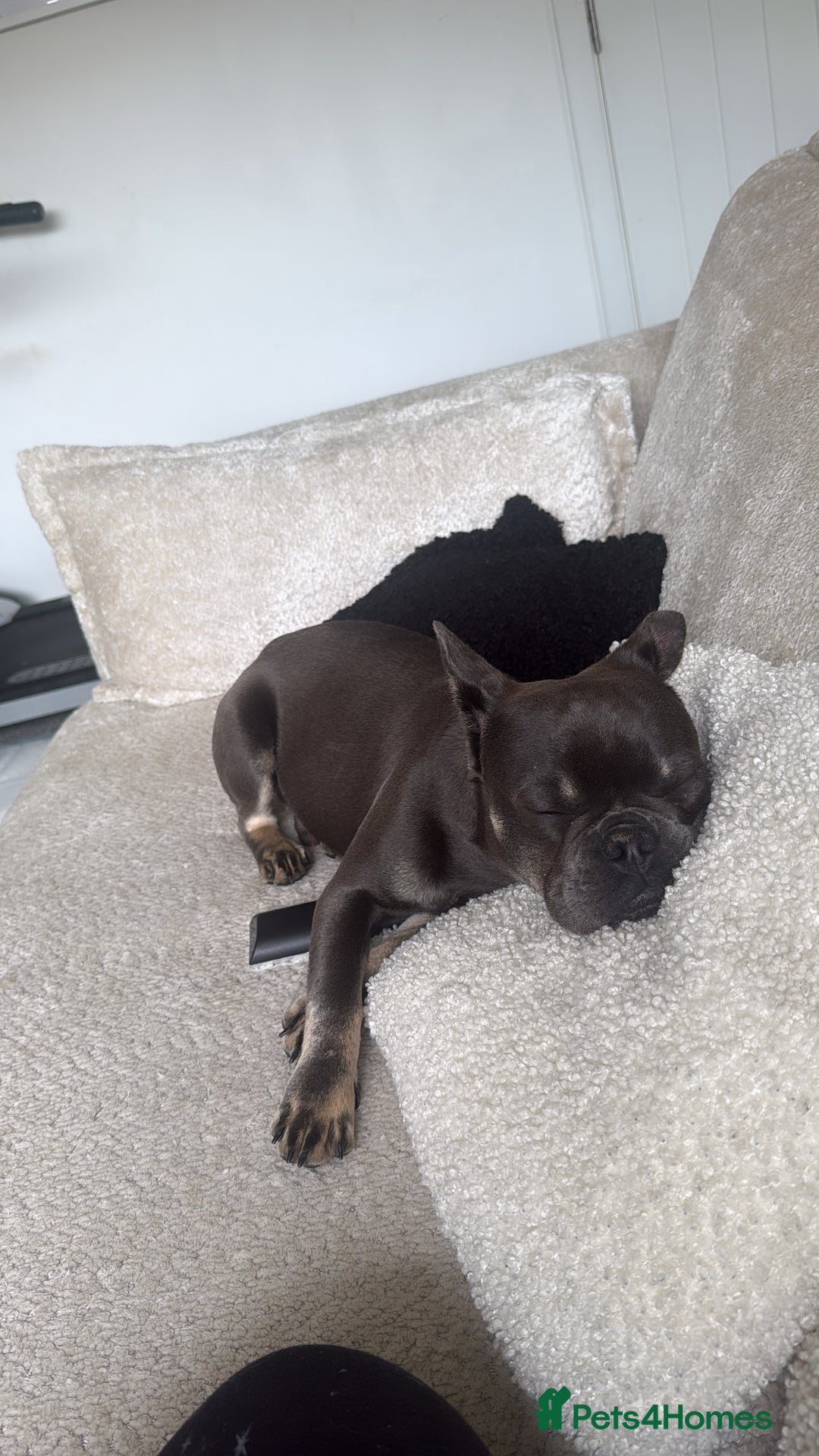 French Bulldog dogs for sale: Male grey french bulldog  - Image 5