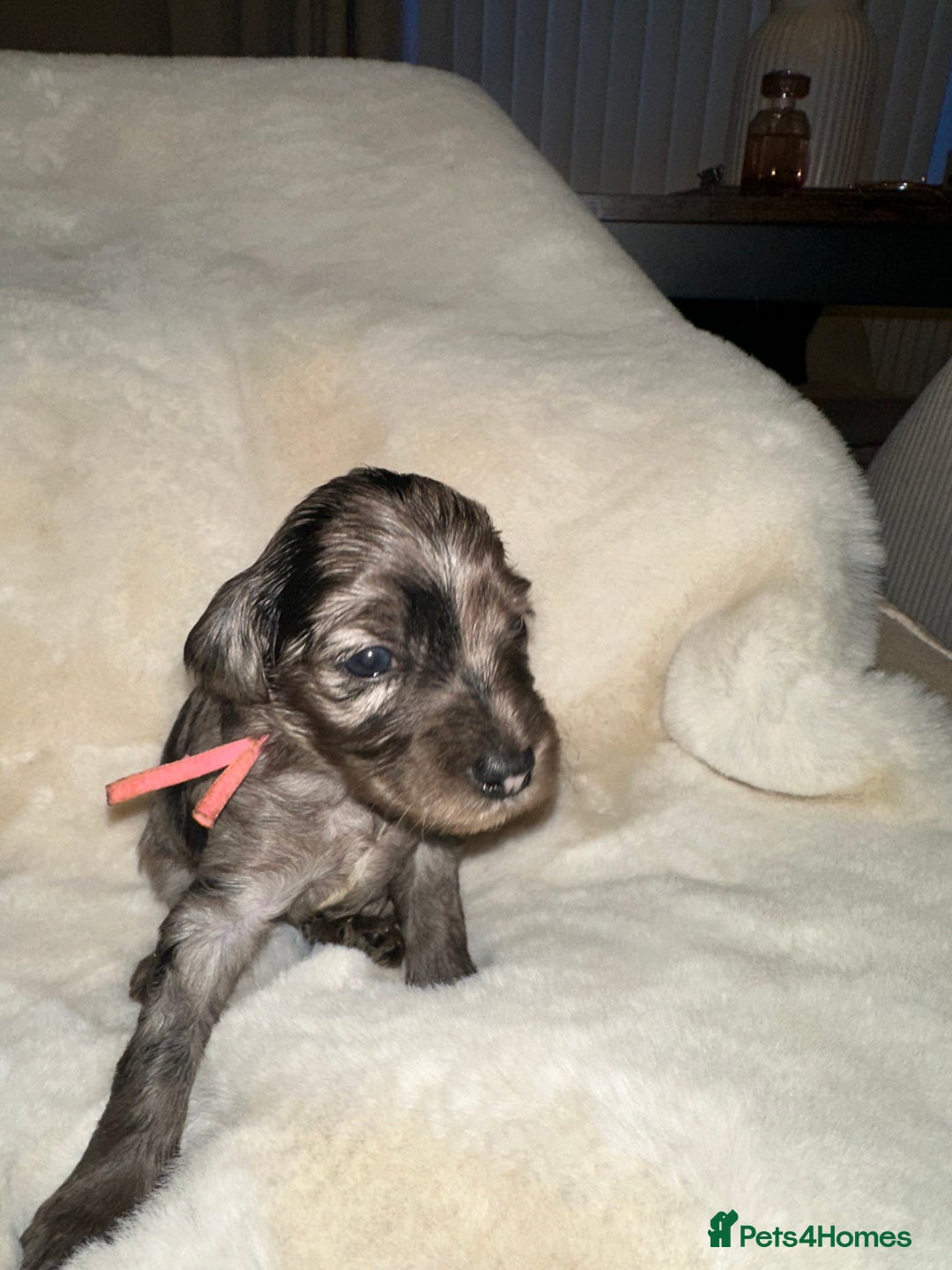 Cockapoo dogs for sale: Stunning cockapoos - Advert 10