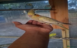 Cockatiels birds for sale: Silly hand tamed cockatiels for sale  - Image 4