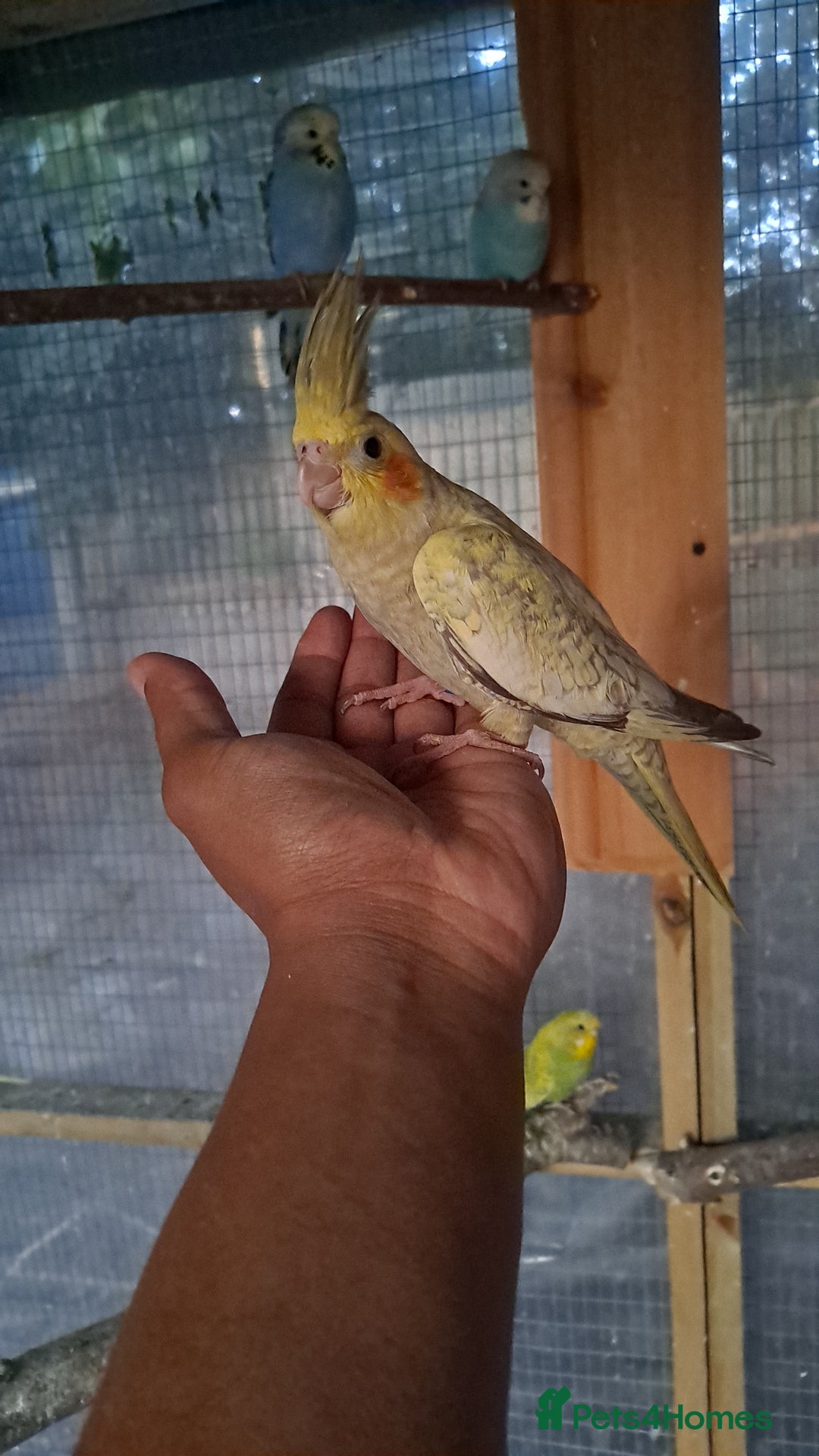 Cockatiels birds for sale: Silly hand tamed cockatiels for sale  - Image 4