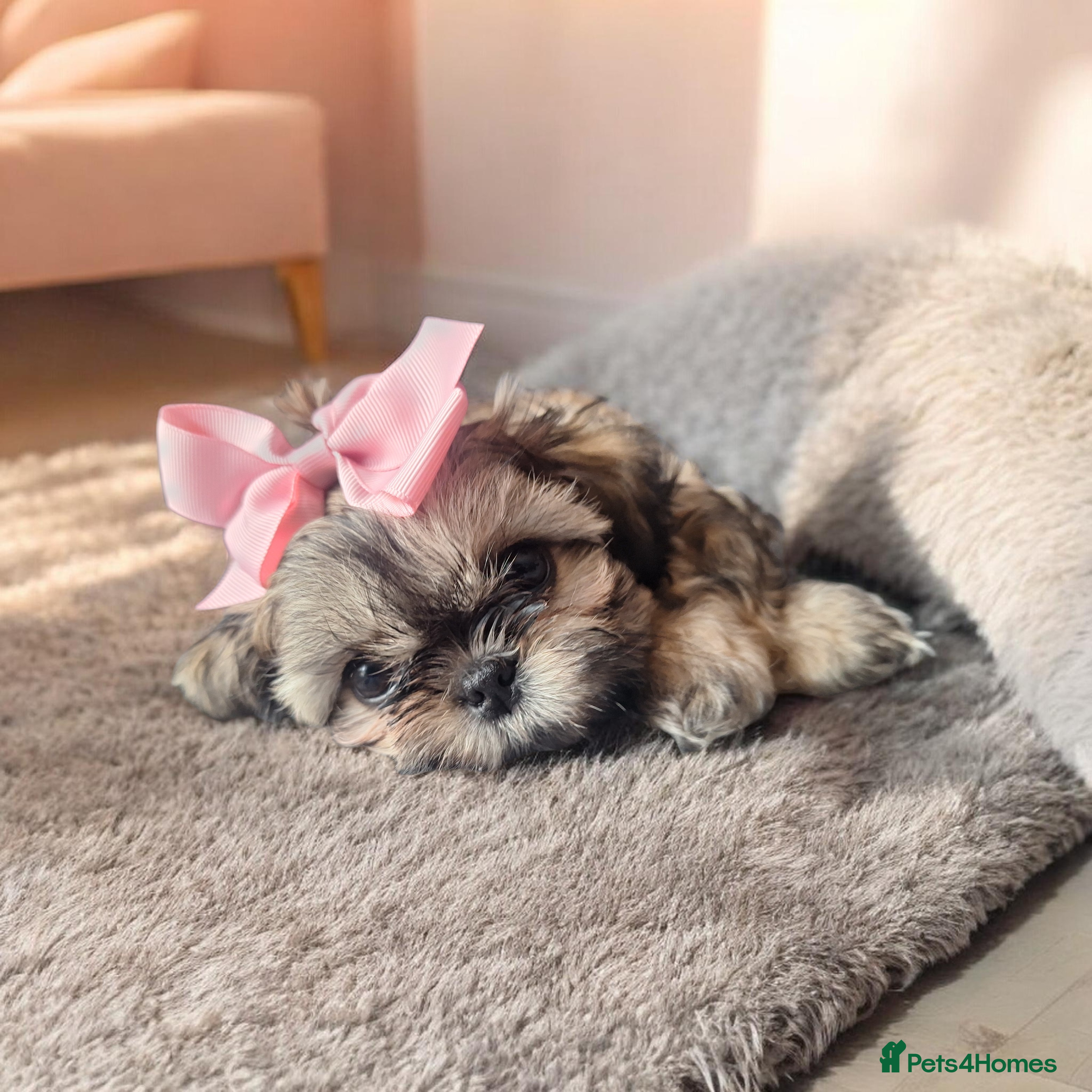 Shih Tzu dogs Beautiful Imperial Shih Tzus  - Advert 22