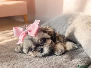 Shih Tzu dogs Beautiful Imperial Shih Tzus - Advert 22