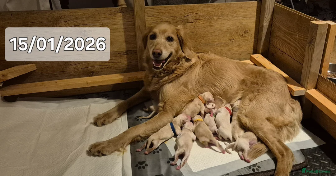 Goldendoodle dogs for sale: F1B Goldendoodle puppies for sale - Advert 7