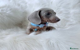 Miniature Dachshund dogs for sale: 5 ⭐ Licensed Breeder Miniature Dachshunds puppies - Image 8