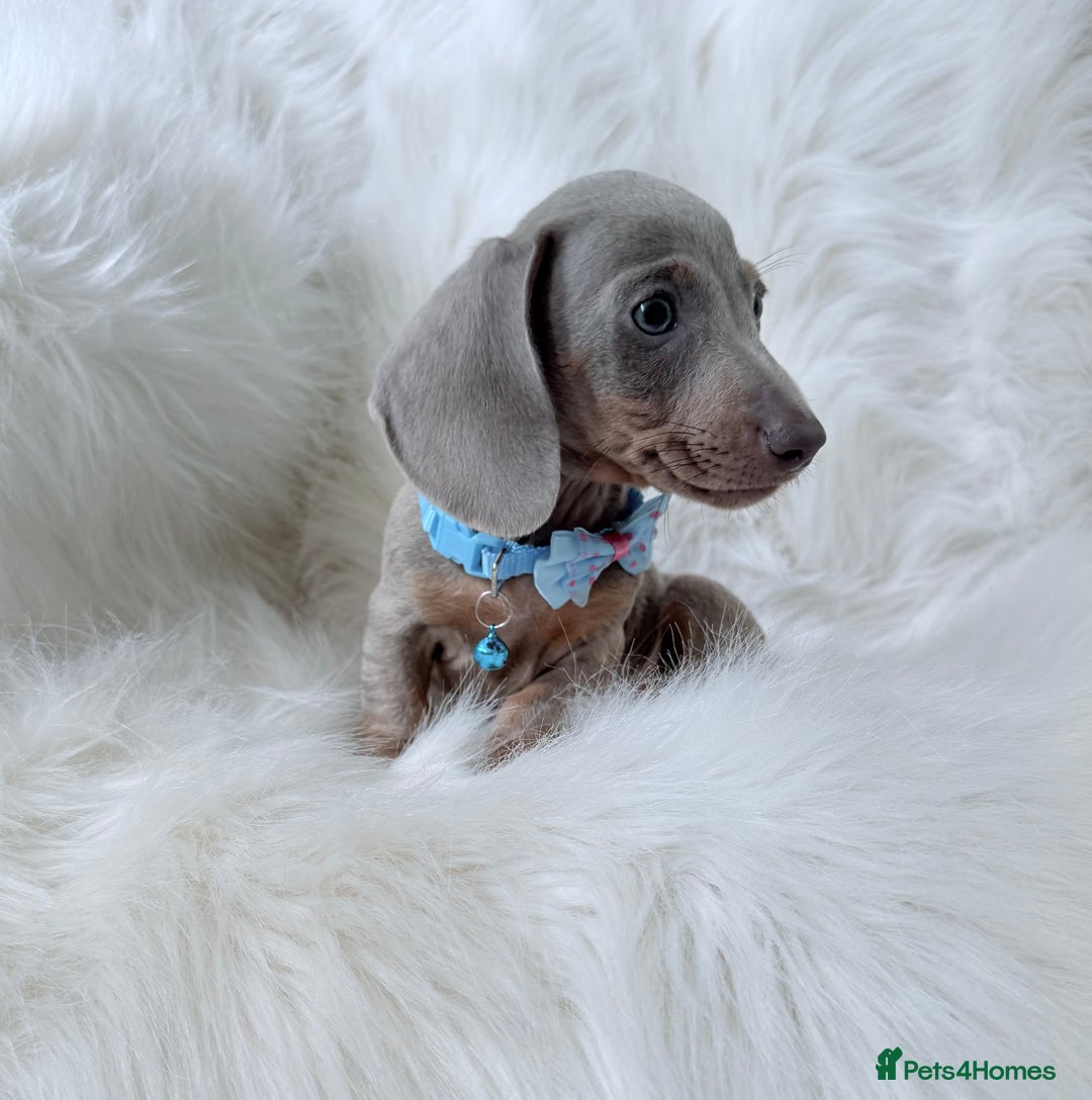 Miniature Dachshund dogs for sale: 5 ⭐ Licensed Breeder Miniature Dachshunds puppies - Image 8