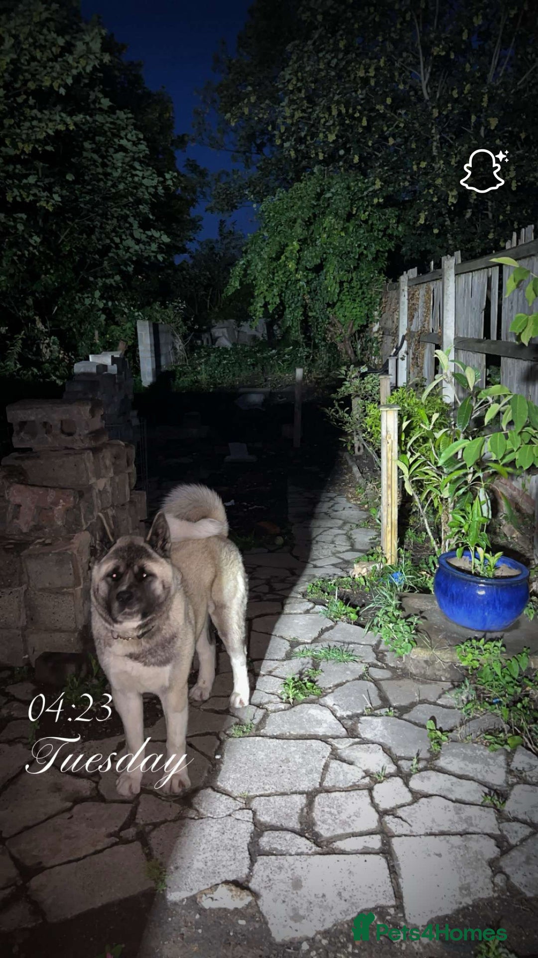 Akita dogs for sale: Japanese Akita - Image 2