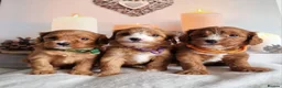 Cavapoo dogs for sale:  Cavapoo F1 puppies,DNA tested parents - Advert 7