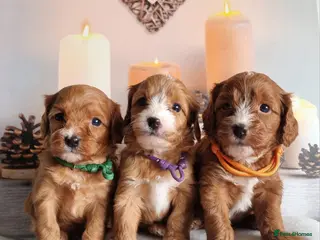 Cavapoo dogs Cavapoo F1 puppies,DNA tested parents - Advert 1