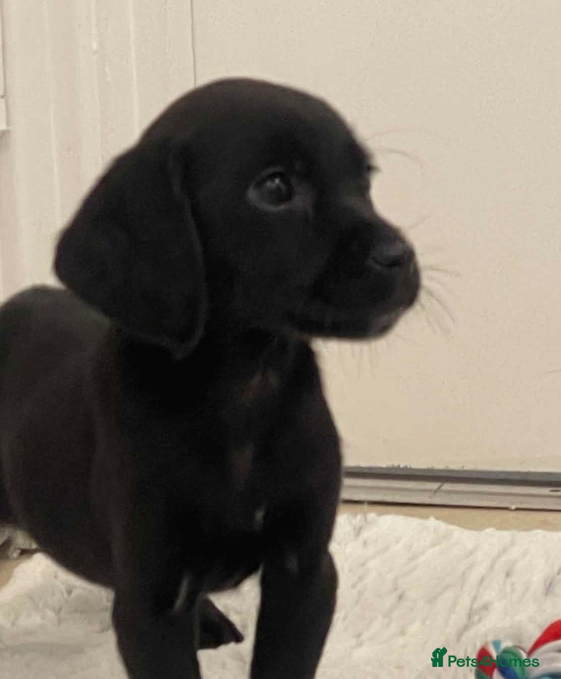 Cockerdor dogs 2 BEAUTIFUL COCKERDOR GIRL PUPS LEFT - Advert 2