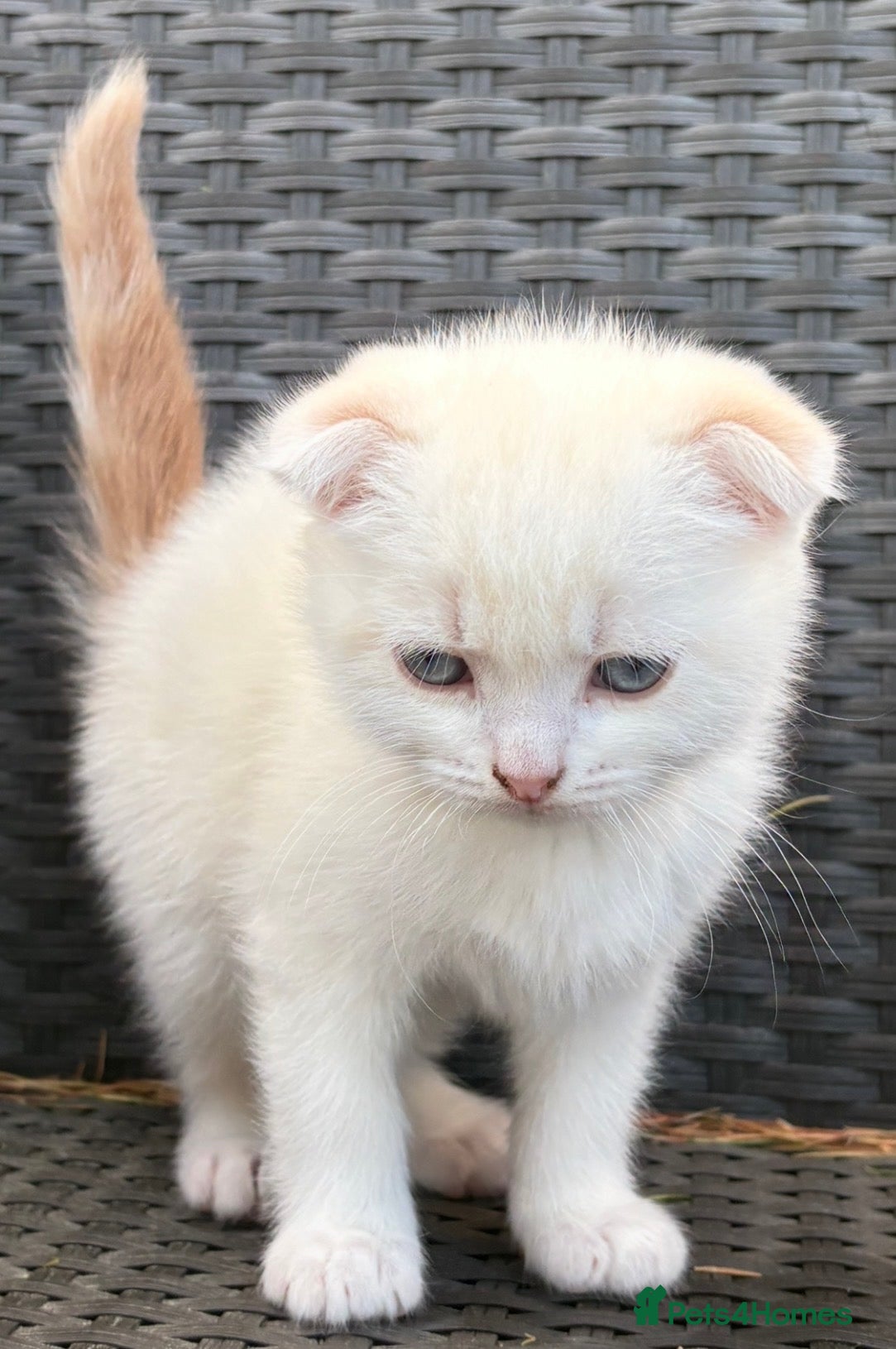 Scottish Fold cats Scottish fold kittens boys - Advert 2