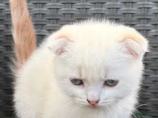 Scottish Fold cats Scottish fold kittens boys - Advert 2