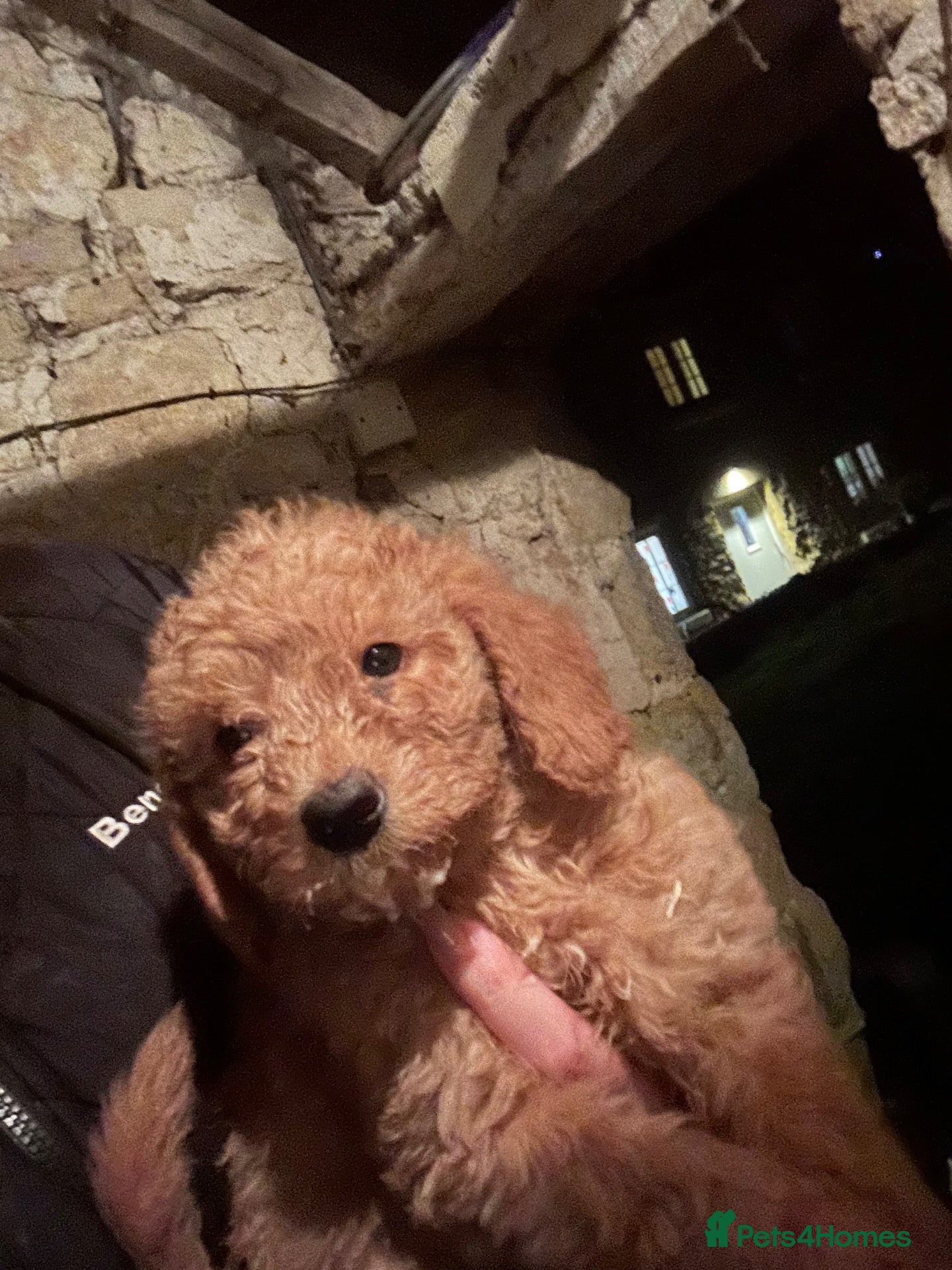 Labradoodle dogs Stunning F1B miniature labradoodles - Advert 1