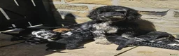 Mixed Breed dogs for sale: Lacasapoo Puppies – 3 Girls & 1 Boy Available - Advert 2