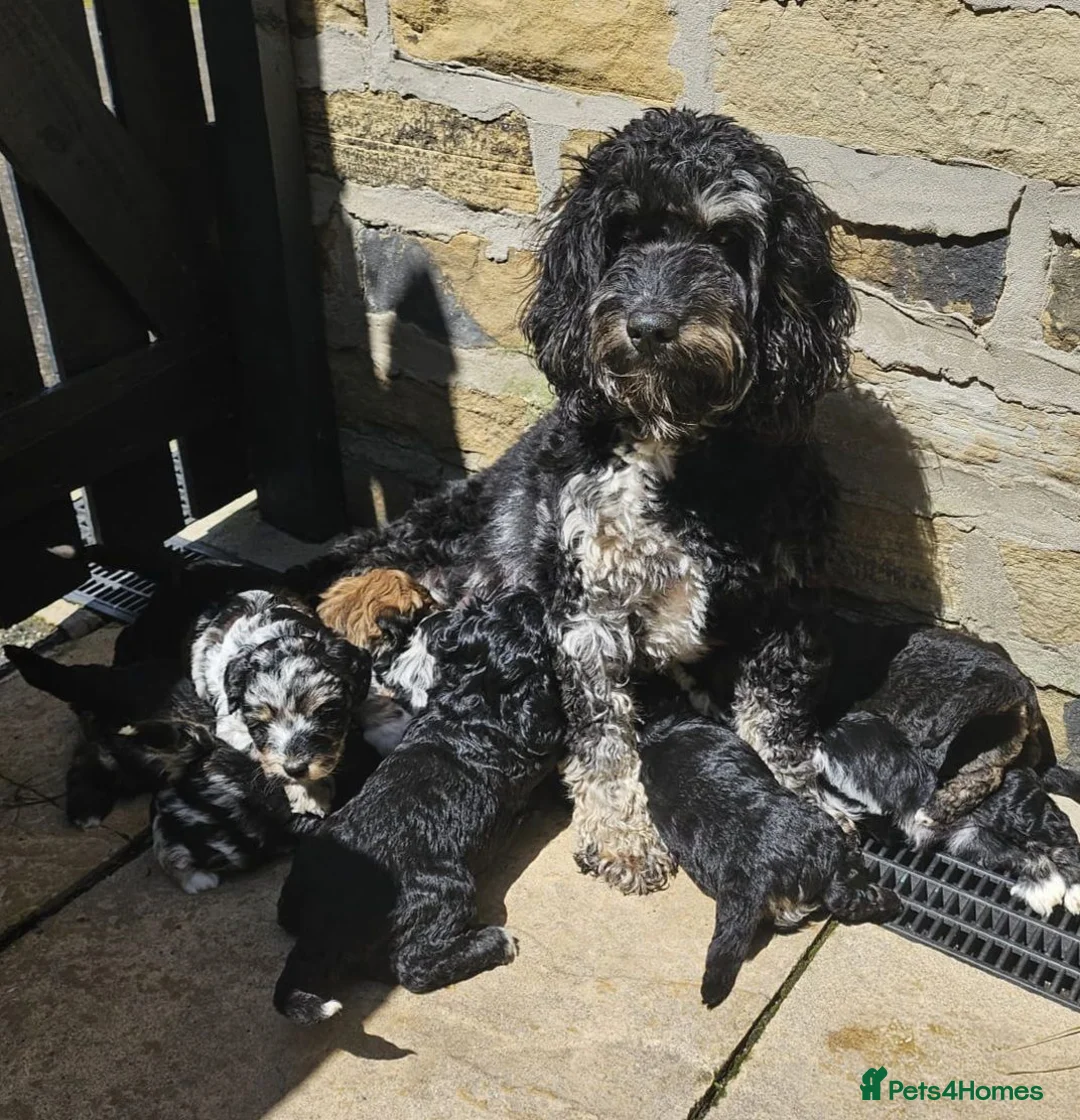 Mixed Breed dogs for sale: Lacasapoo Puppies – 3 Girls & 1 Boy Available - Advert 2