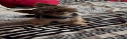Yorkshire Terrier dogs for stud: Beautiful Yorkshire Terrier Stud Available - Advert 8