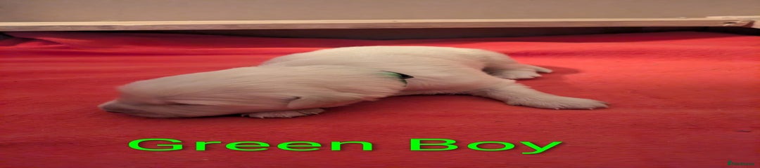 Green Boy