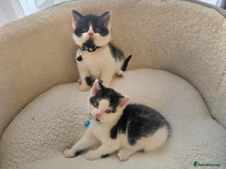 Mixed Breed cats - Advert 3