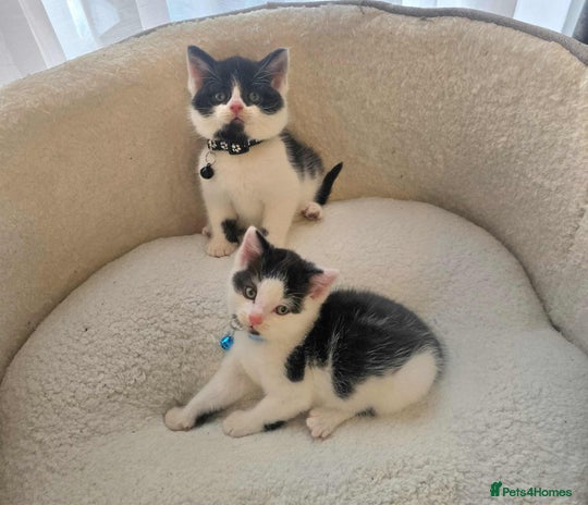 Mixed Breed cats - Advert 3