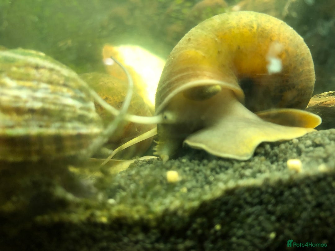 Snails invertebrates for sale: 10x golden apple snails (young) - Image 3