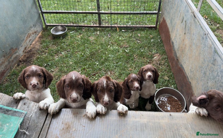 English Springer Spaniel dogs - Advert 1