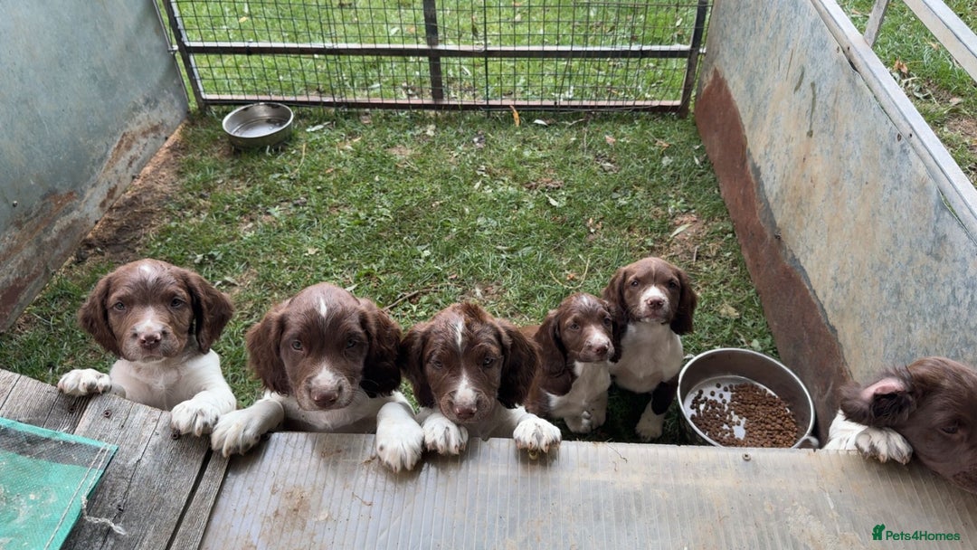English Springer Spaniel dogs for sale: Last remaining springer puppy, Archie 'Mr Shy'  - Image 7