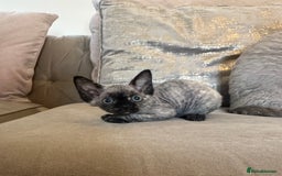 Devon Rex cats for sale: Two Adorable Devon Rex Kittens 💙🩷 - Image 17