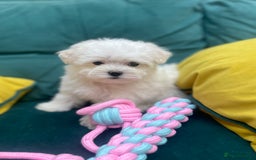 Maltese dogs for sale: 🌟 Premium  ** , 100% Korean Maltese Puppies🌟 - Advert 6