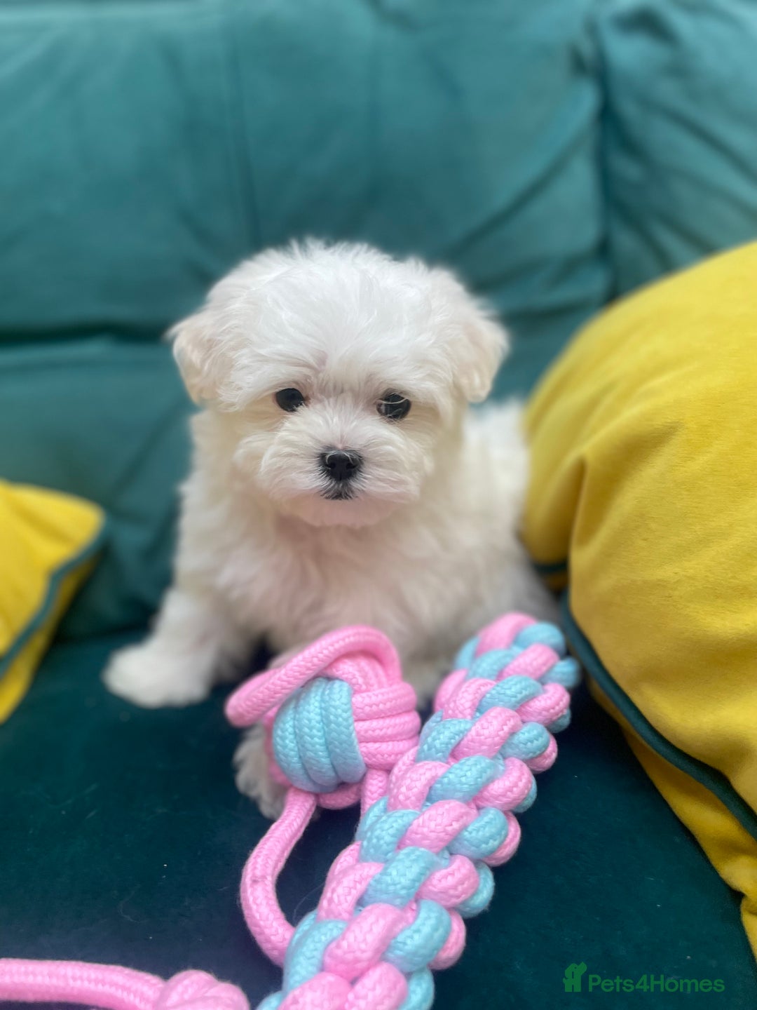 Maltese dogs for sale: 🌟 Premium  ** , 100% Korean Maltese Puppies🌟 - Advert 6