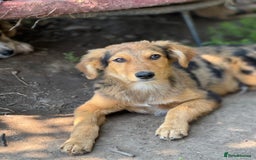 Mixed Breed dogs for adoption: JASPER - a Superb Puppy Boy, for a Loving Home - Image 1