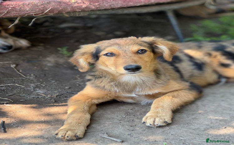Mixed Breed dogs - Advert 3