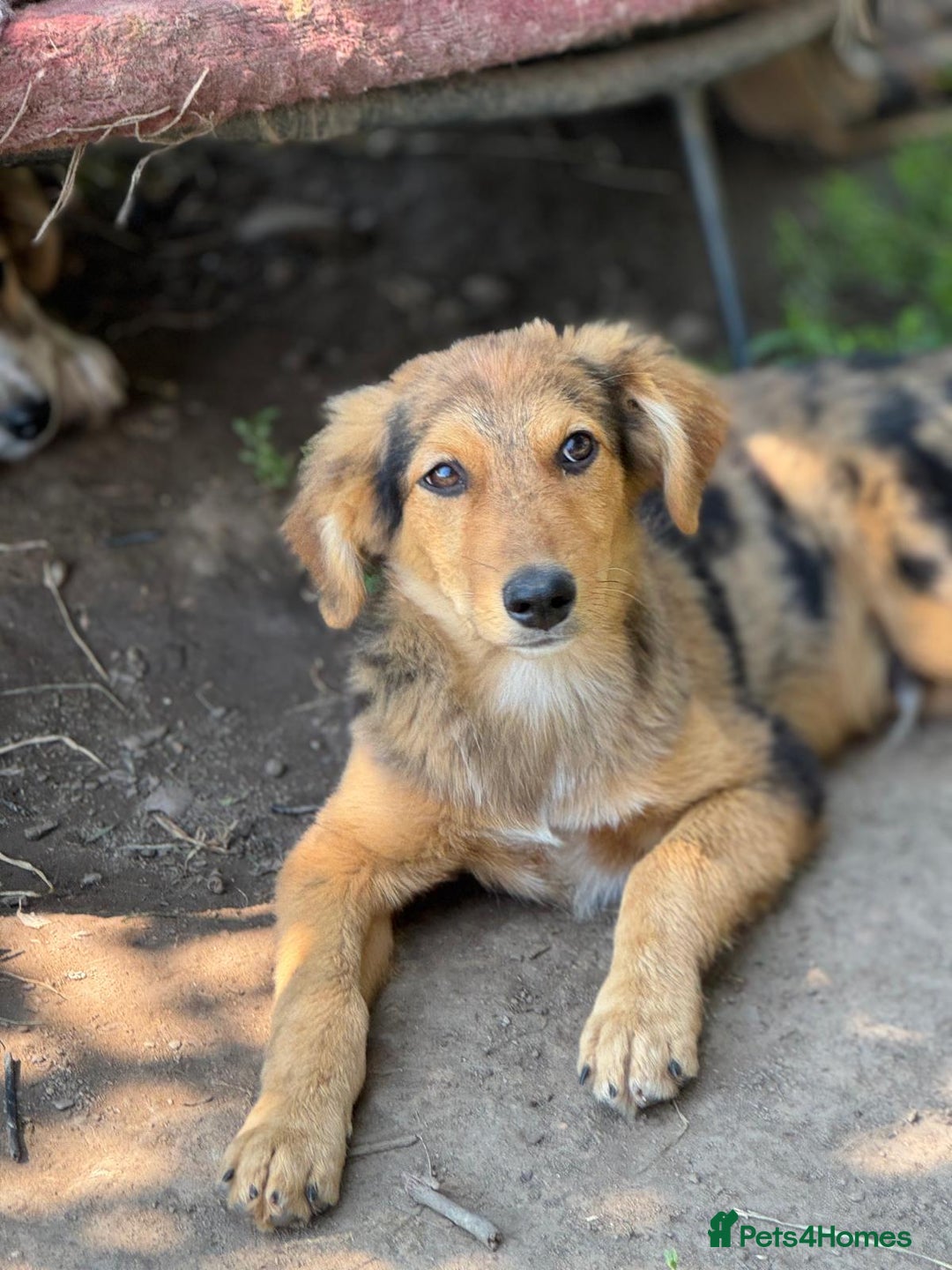 Mixed Breed dogs for adoption: JASPER - a Superb Puppy Boy, for a Loving Home - Image 1