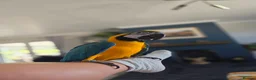 Macaws birds for sale: BLUE & GOLD MACAW, 2 YEARS OLD, COMPLETE SETUP in Maryport - Advert 6