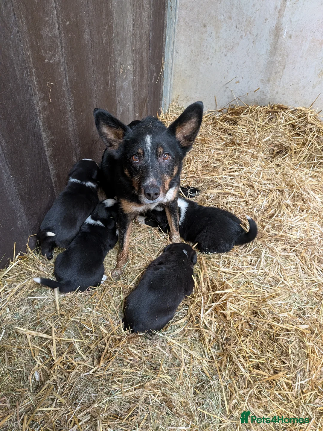Border Collie dogs for sale: Collie puppies for sale - Advert 1