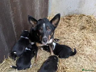 Border Collie dogs Collie puppies for sale - Advert 1