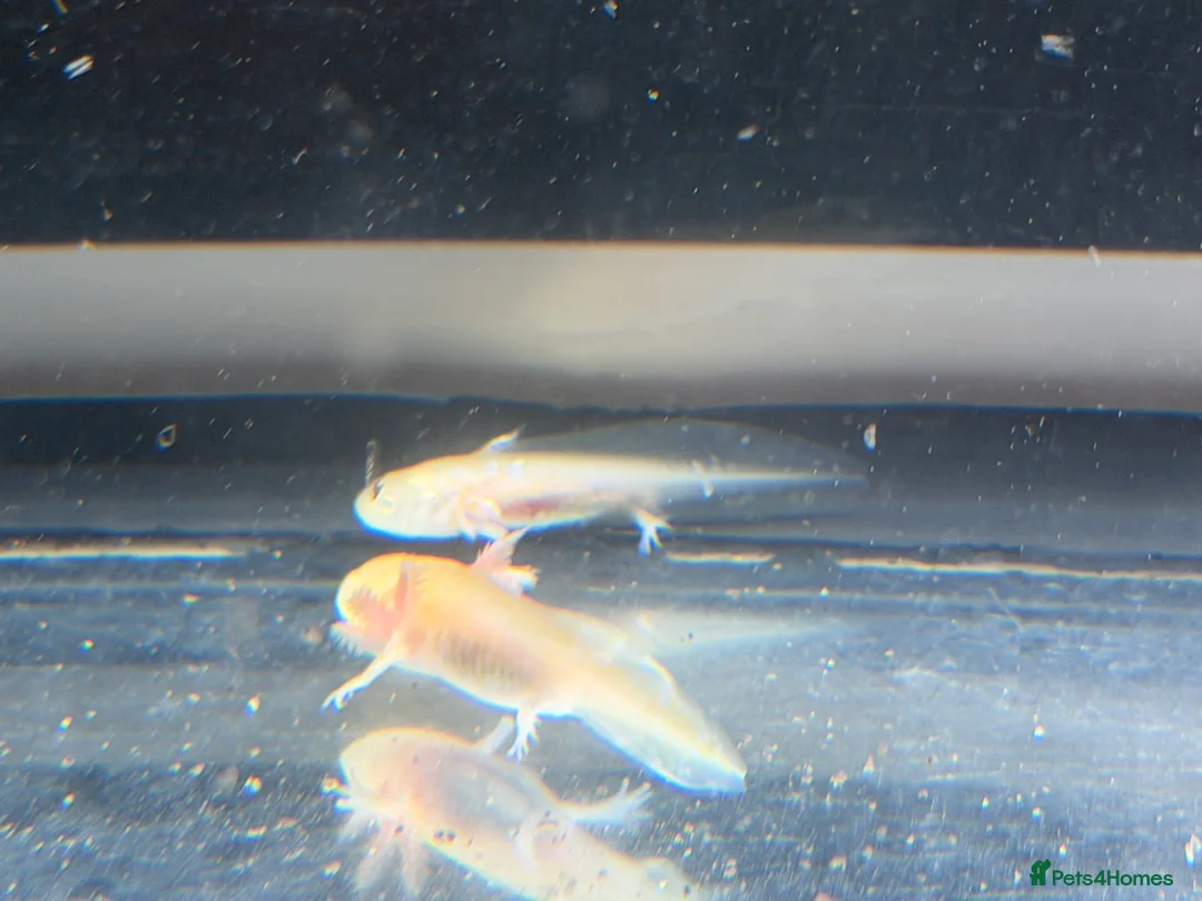 Axolotl reptiles for sale: Axolotl - Advert 7