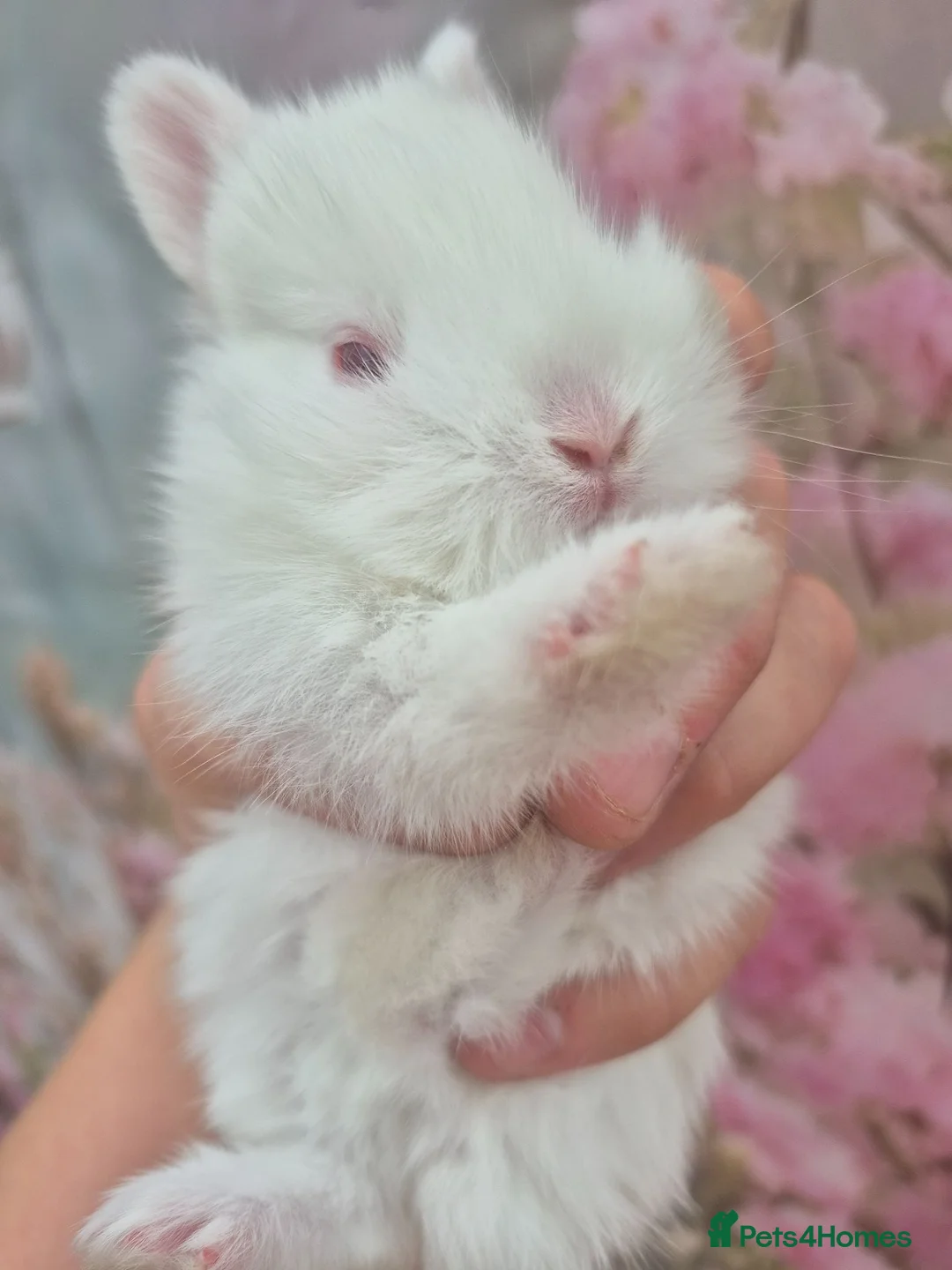 Netherland Dwarf rabbits for sale: Netherland dwarfs dwarf lops mini lops - Advert 5