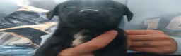 Jack Russell dogs for sale: Jack russell puppy - Advert 3