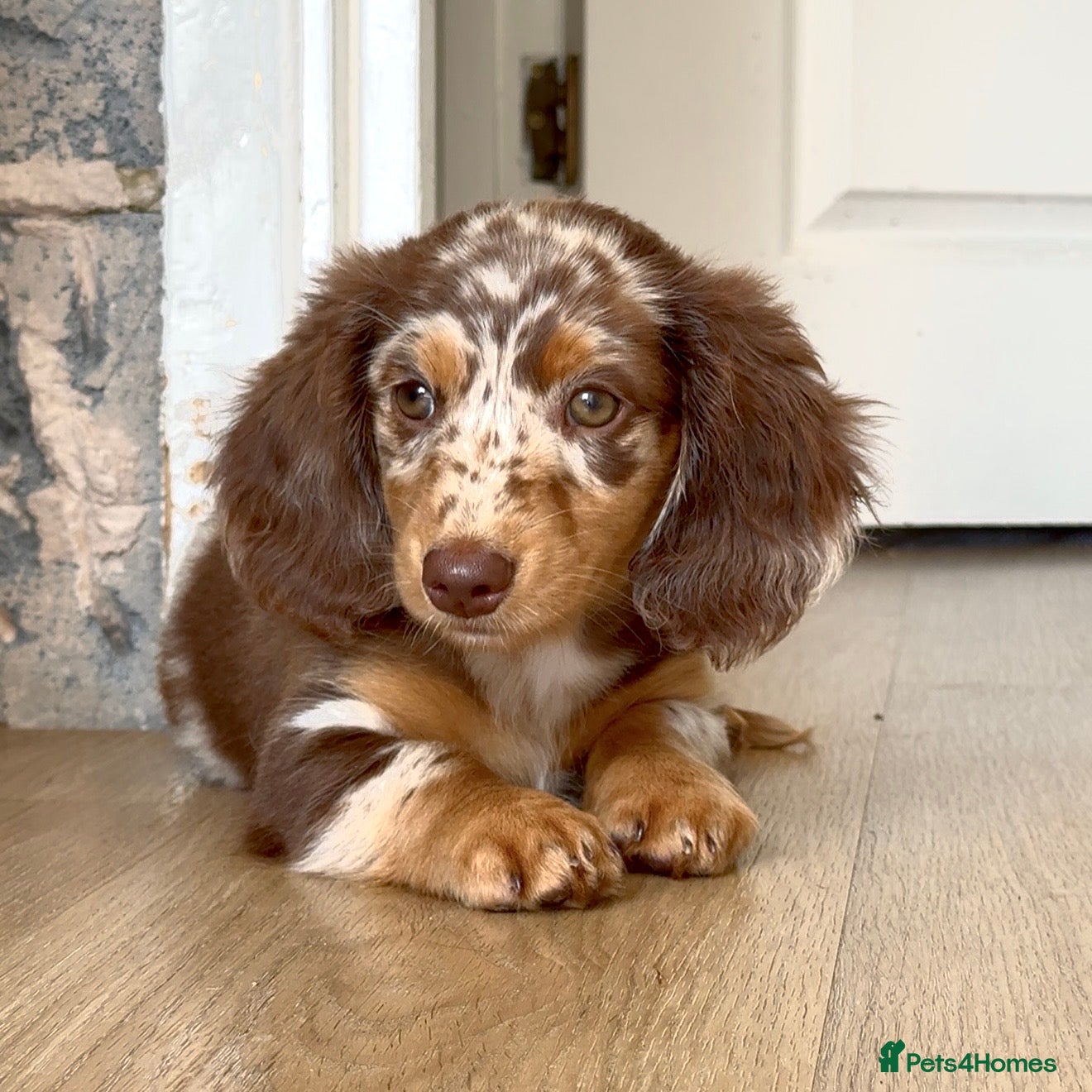 Miniature Dachshund dogs Longhaired miniature dachshund girl - Advert 1
