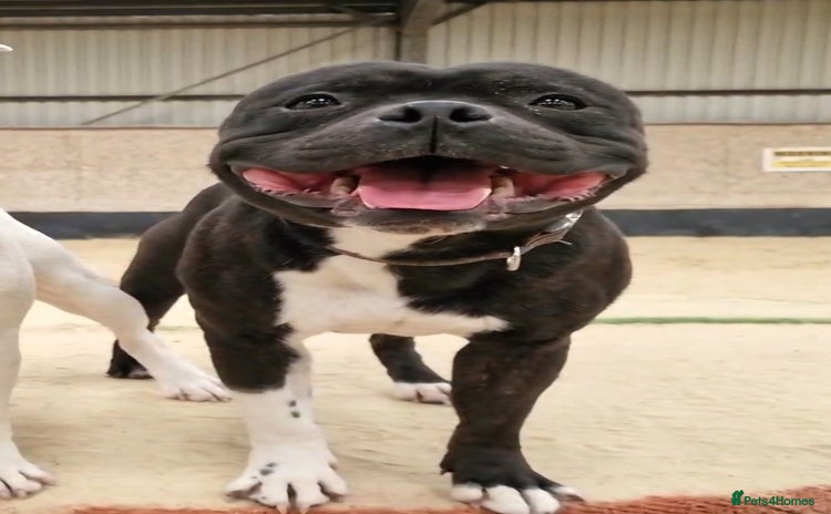 Staffordshire Bull Terrier dogs in Battle - Advert 11