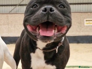 Staffordshire Bull Terrier dogs in Battle - Advert 1