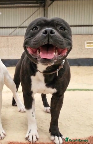 Staffordshire Bull Terrier dogs in Battle - Advert 1