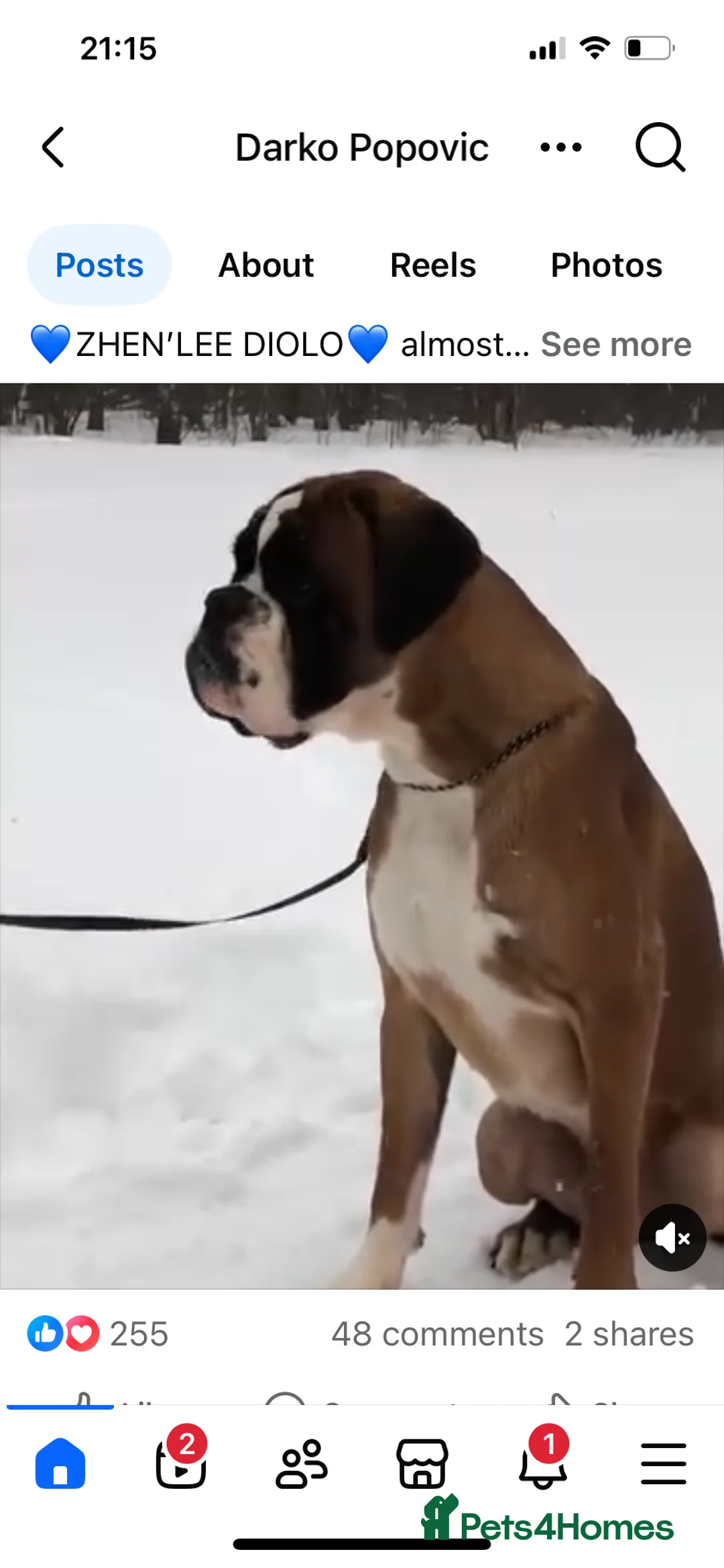 Boxer dogs for stud: Extensively Health Tested European Stud in Cardiff - Advert 5