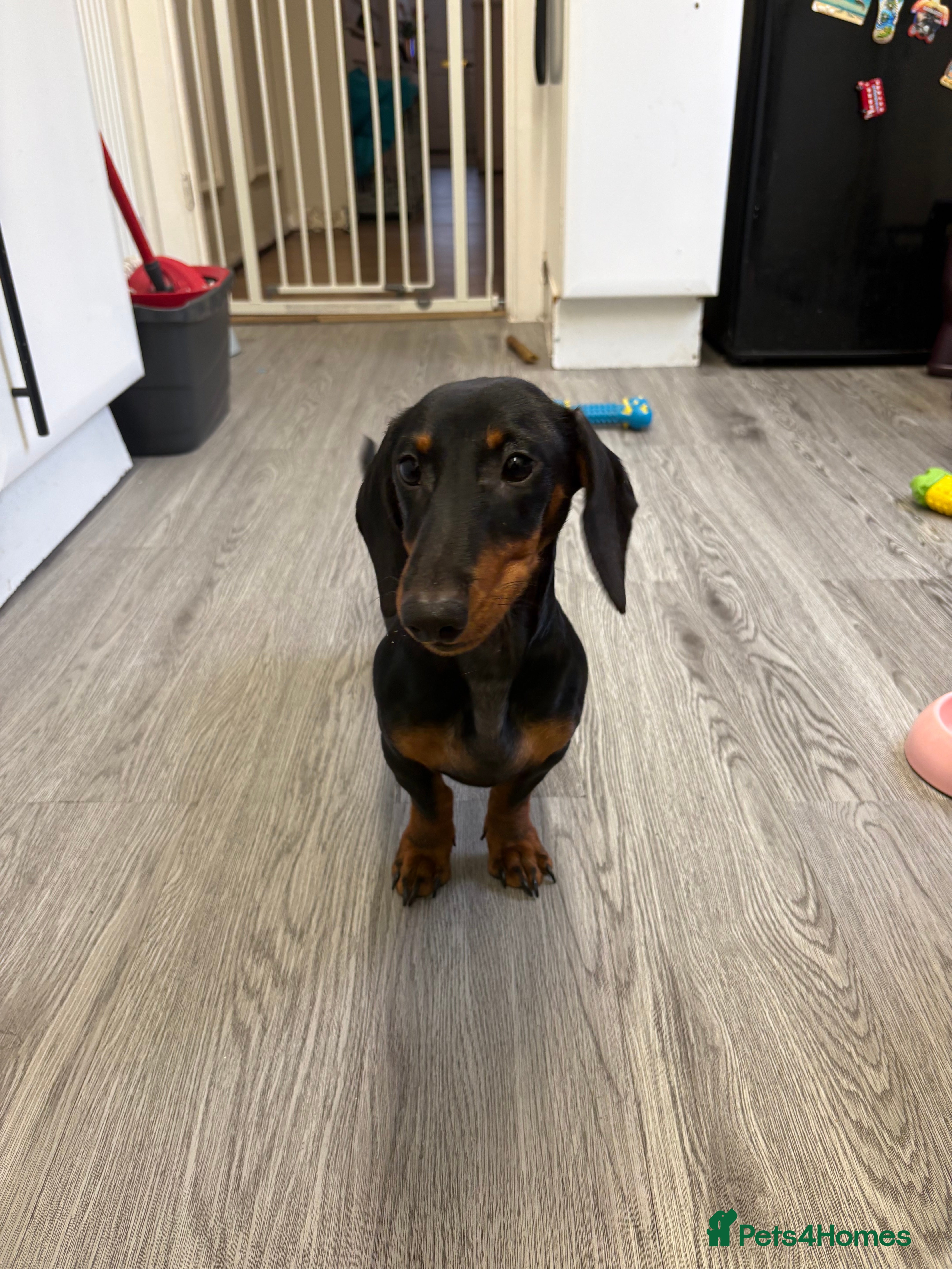 Dachshund dogs 6 month dachshund  - Advert 1